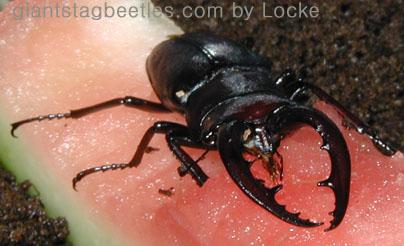 saw53 eating an watermelon 2-Korean Saw Stag Beetle-by Young Il Song.jpg