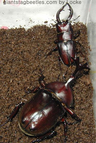 saw53 running away from js75-Korean Rhinoceros Beetle and Saw Stag Beetle-by Young Il Song.jpg