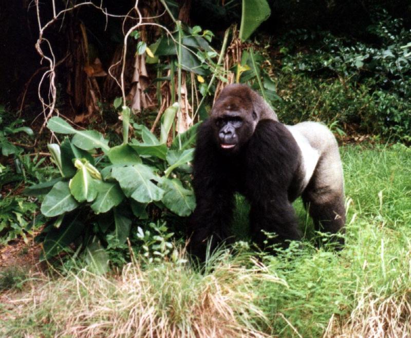 silverback 238-19-Gorilla-adult male-in forest-by Lisa Purcell.jpg