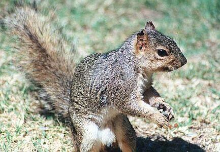 skwerl02-American Gray Squirrel-standing-by Gregg Elovich.jpg