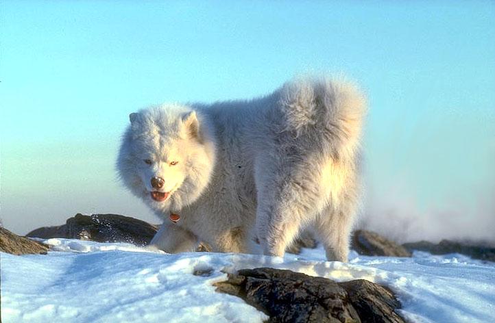 snowdog-Samoyed Mix-Dog standing on snow-by Kostas Pantermalis.jpg