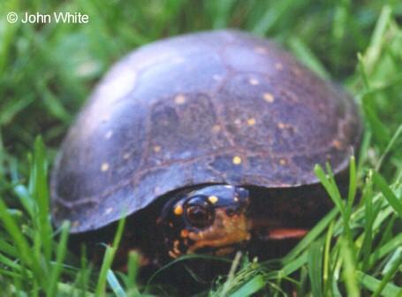 spot t2-Spotted Turtle-in grass-by John White.jpg