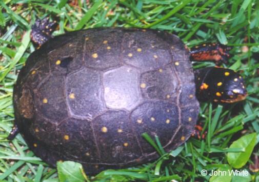 spot t3-Spotted Turtle-on grass-by John White.jpg