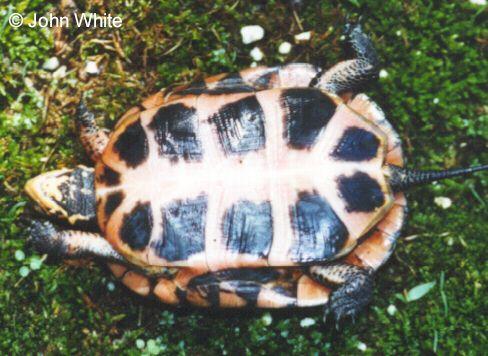 spt plas-Spotted Turtle-ventral view-by John White.jpg