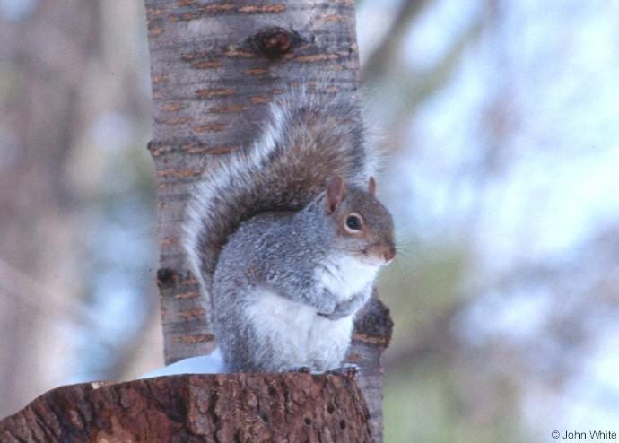 sq2-Eastern Gray Squirrel-by John White.jpg
