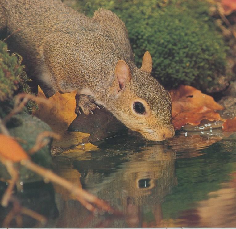 squirrelsm f-DrinkingWater-Mirror-by Linda Bucklin.jpg