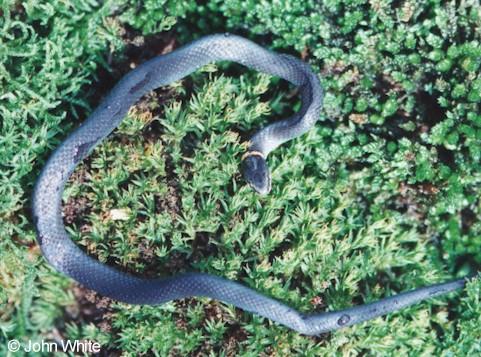 sringd-Southern Ringneck Snake-on grass-by John White.jpg