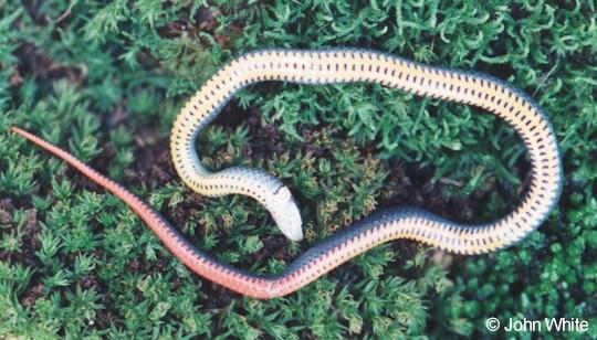 sringv-Southern Ringneck Snake-ventral view-by John White.jpg