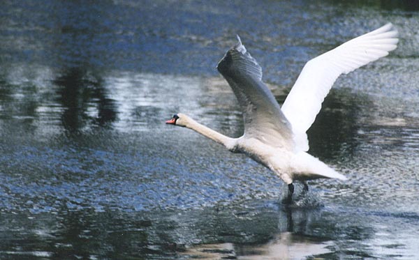 swan1-Mute Swan-starts flight on water-by Gregg Elovich.jpg
