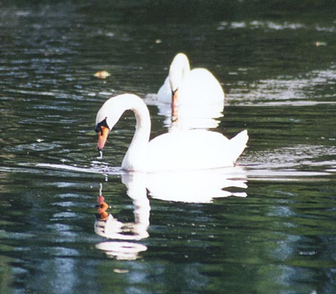 swan2-Mute Swans-pair floating on water-by Gregg Elovich.jpg