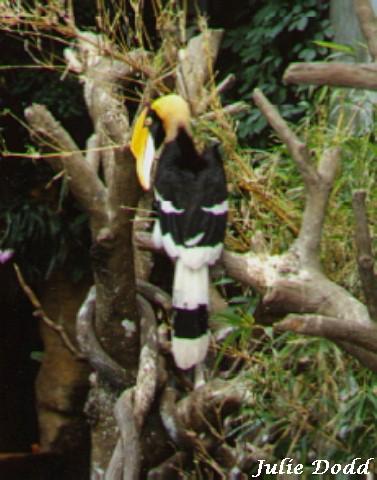 tucan-Great Hornbill-on branch-by Julie Dodd.jpg