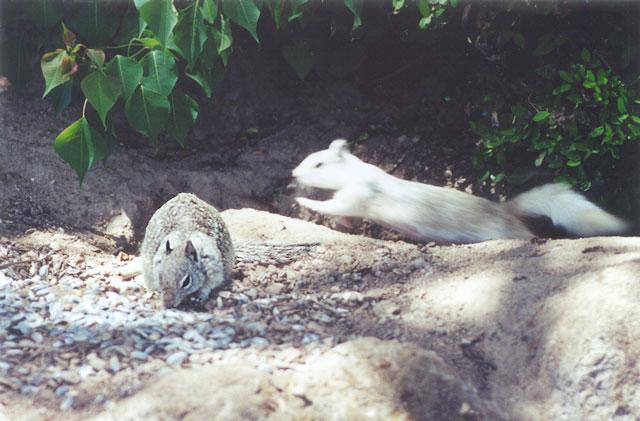 twitchy-White California Ground Squirrels-by Gregg Elovich.jpg