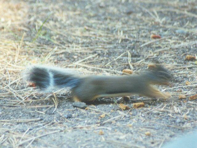 twitchy8-Douglas Squirrel-by Gregg Elovich.jpg