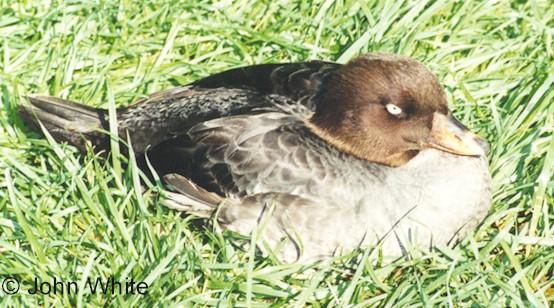 ukn duck-Goldeneye Duck-female on grass-by John White.jpg