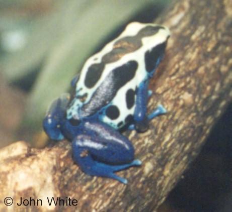 ukn frog-Dyeing Poison Dart Frog-by John White.jpg