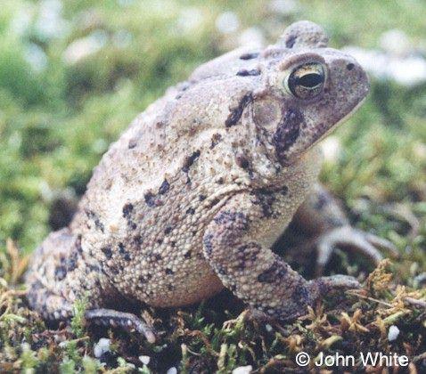 w a toad-American Toad-by John White.jpg