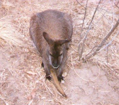 wallaby-in-forest-by Dan Cowell.jpg