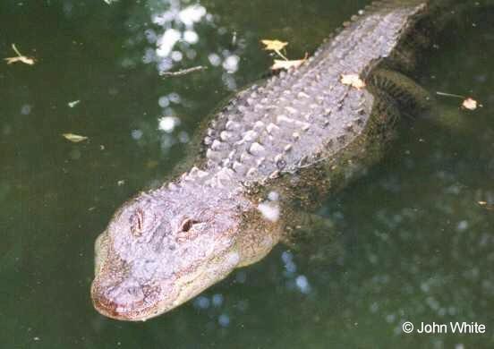 webgator13-American Alligator-by John White.jpg