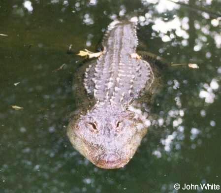 webgator15-American Alligator-by John White.jpg