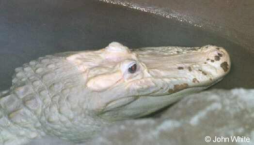 webgator16-White American Alligator-by John White.jpg