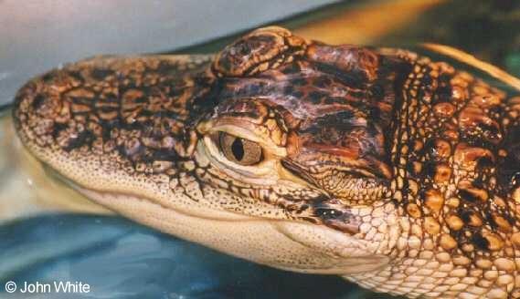 webgator18-American Alligator-juvenile-by John White.jpg