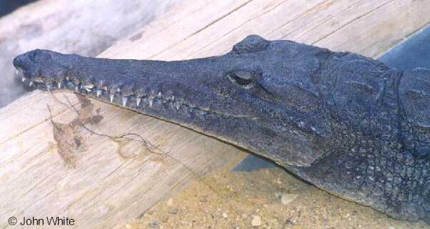 webus cro 1-Johnstons or Australian Freshwater Crocodile-by John White.jpg