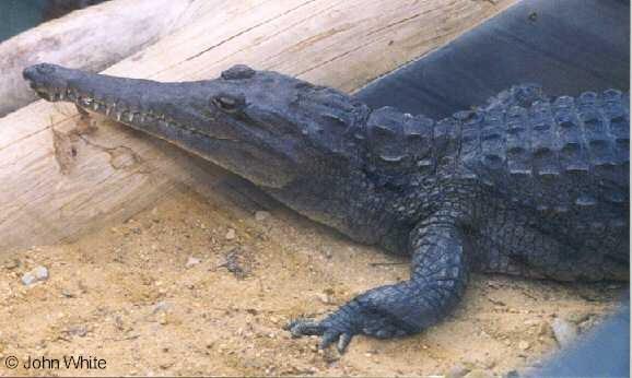 webus cro 2-Johnstons or Australian Freshwater Crocodile-by John White.jpg