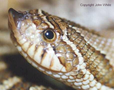 webwhog02-Western Hognose Snake-baby face-by John White.jpg