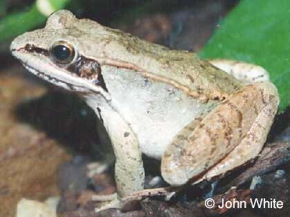 webwood01-Wood Frog-closeup-by John White.jpg