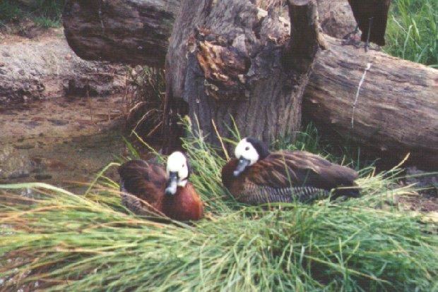 wftreeduck01-White-faced Whistling Ducks-pair on grass-by Dan Cowell.jpg