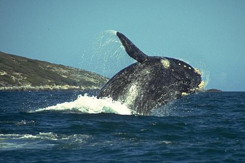 whale8-Jumping out-by Kostas Pantermalis.jpg