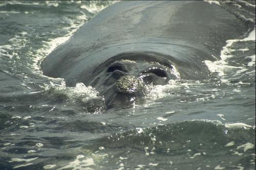 whale9-Fountains-Closeup-by Kostas Pantermalis.jpg