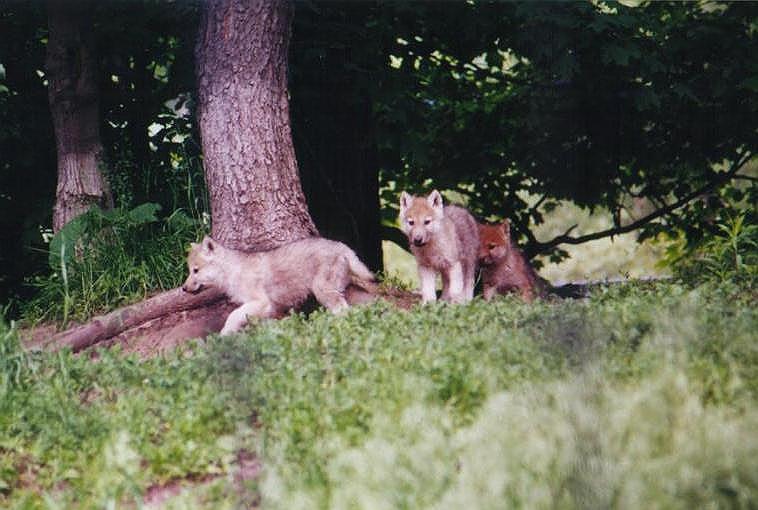 0609-Gray Wolf cubs-at Toronto Zoo-by Art Slack.jpg