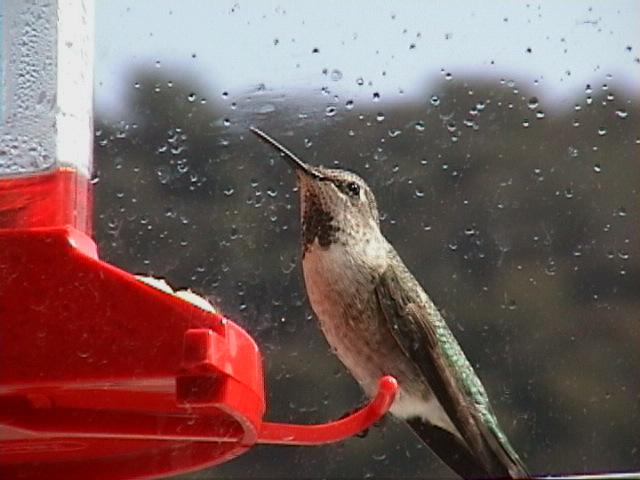 110-Annas Hummingbird.jpg