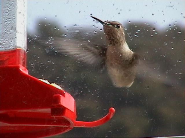 113-Annas Hummingbird.jpg
