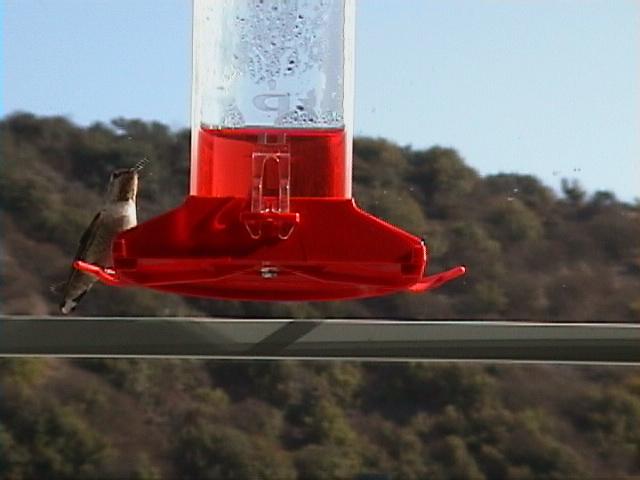 116-Annas Hummingbird.jpg