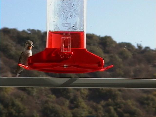 117-Annas Hummingbird.jpg