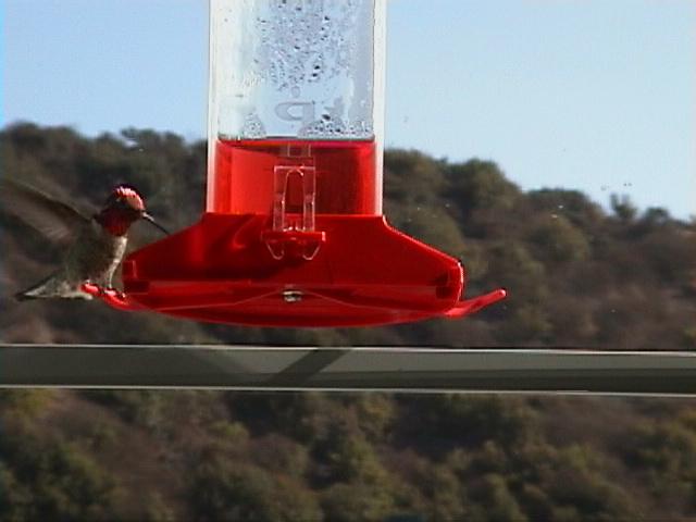 118-Annas Hummingbird.jpg