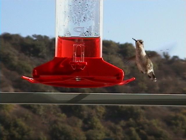 119-Annas Hummingbird.jpg