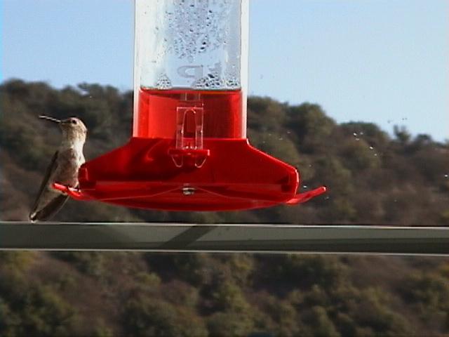 120-Annas Hummingbird.jpg