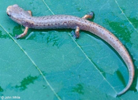4toed3-Four-toed Salamander-by John White.jpg