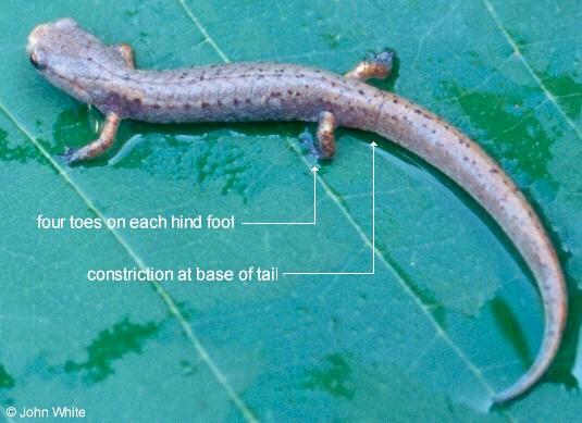 4toed3a-Four-toed Salamander-by John White.jpg
