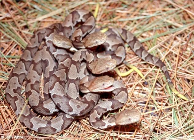 5copper5-Northern Copperhead Snakes-juveniles-John White.jpg