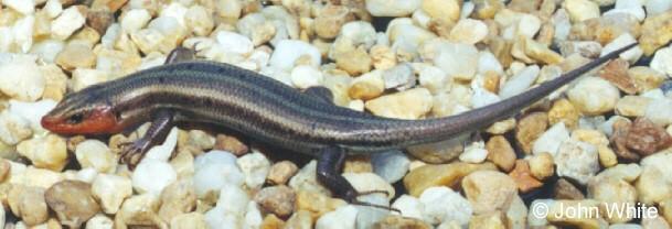 5line02-Five-lined Skink-on pebbles-by John White.jpg