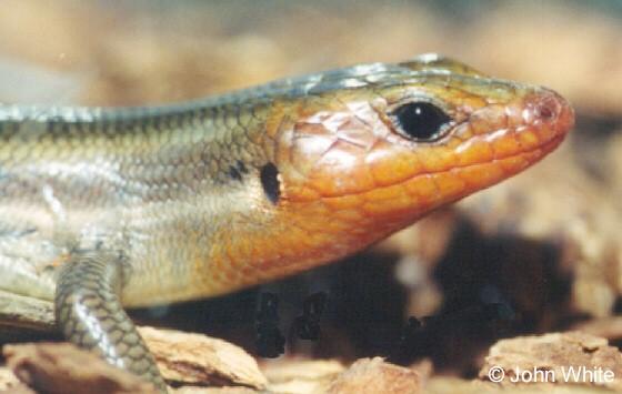 5line03-Five-lined Skink-face closeup-by John White.jpg