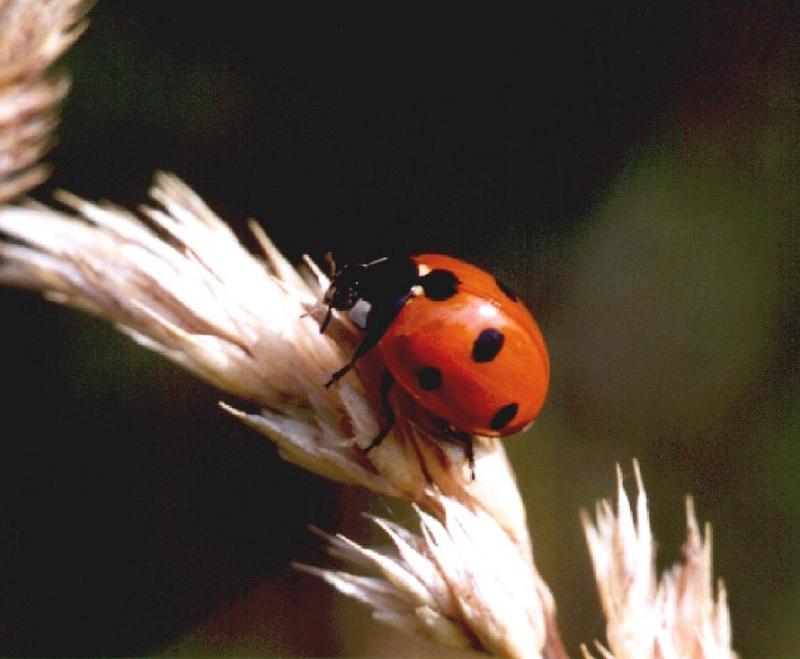 7punt2-Seven-spotted Ladybug-by Eduardo Sabal.jpg