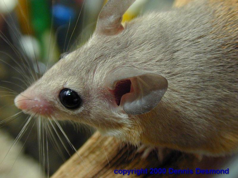 Acomys sp.01-Egyptian spiny mouse-by Dennis Desmond.jpg