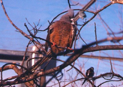 AfricanMousebird-Perching on branch-by Dan Cowell.jpg