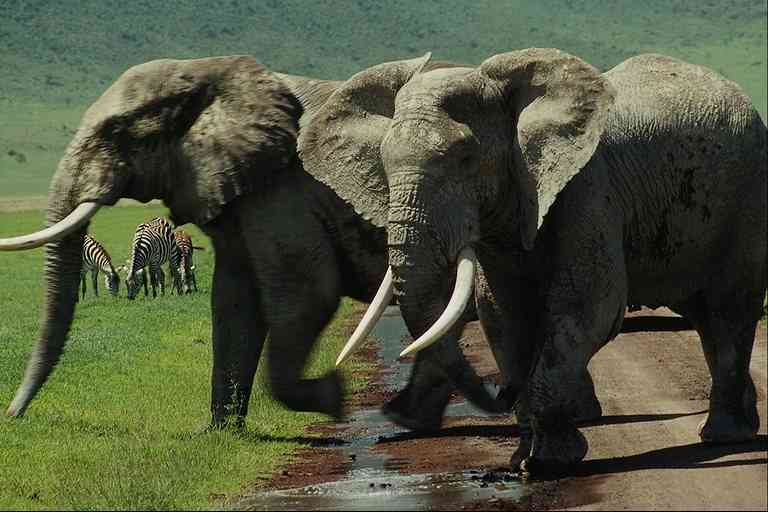African Elephants-and-Zebras-by Trudie Waltman.jpg