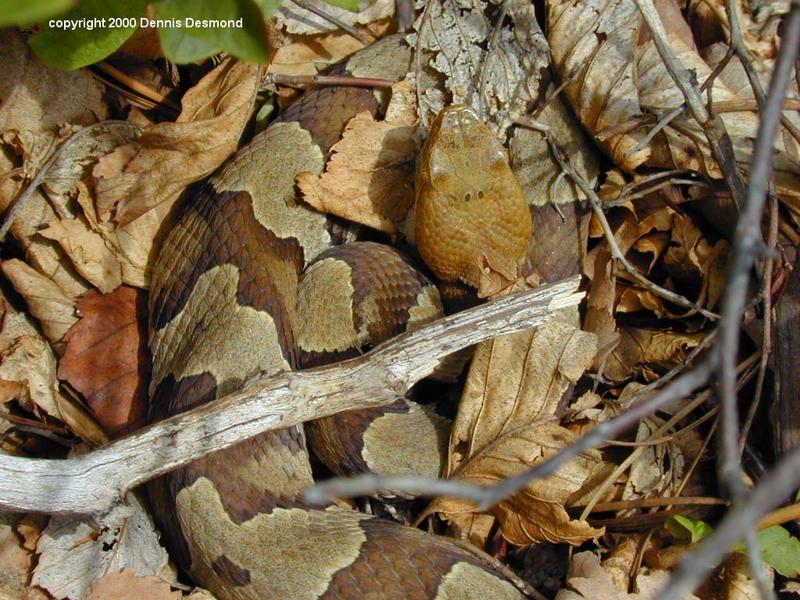 Agkistrodon c mokasen14-Northern Copperhead Snake-by Dennis Desmond.jpg